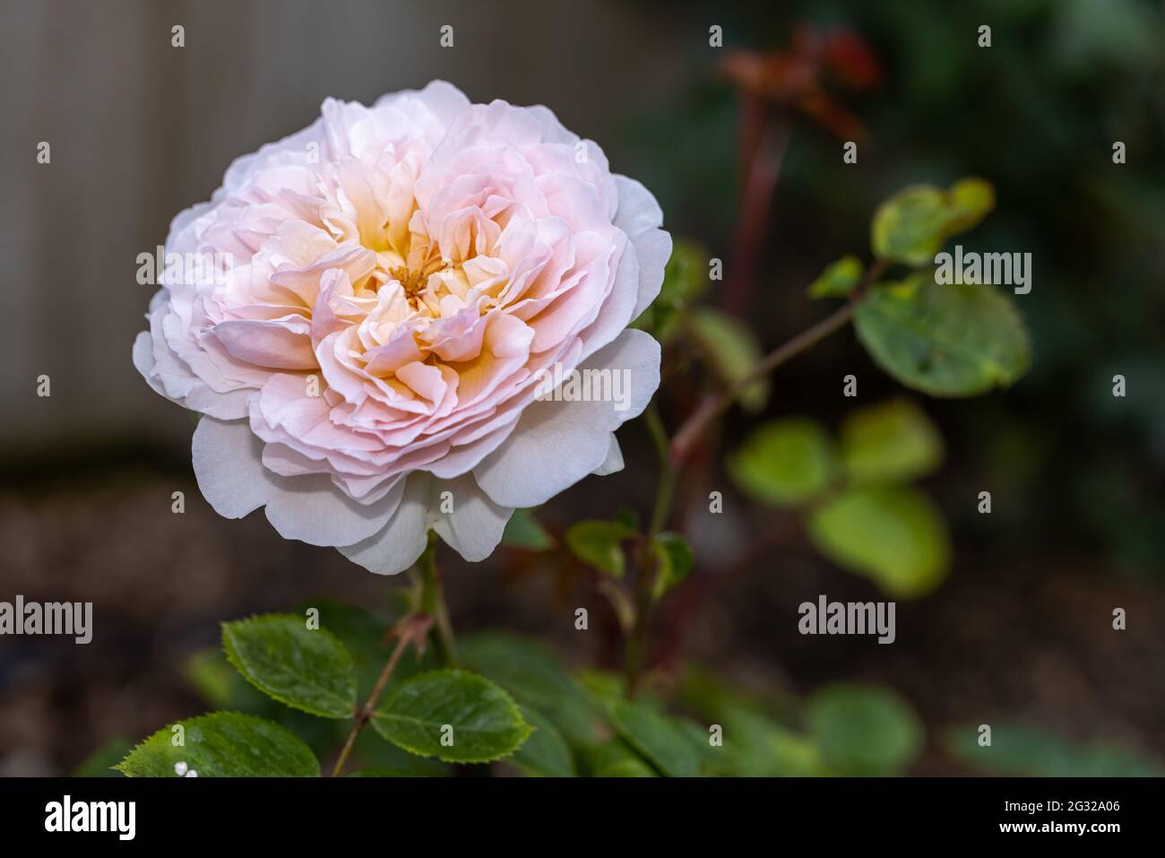 Zeitlose Rose Stockfotos und -bilder Kaufen - Alamy