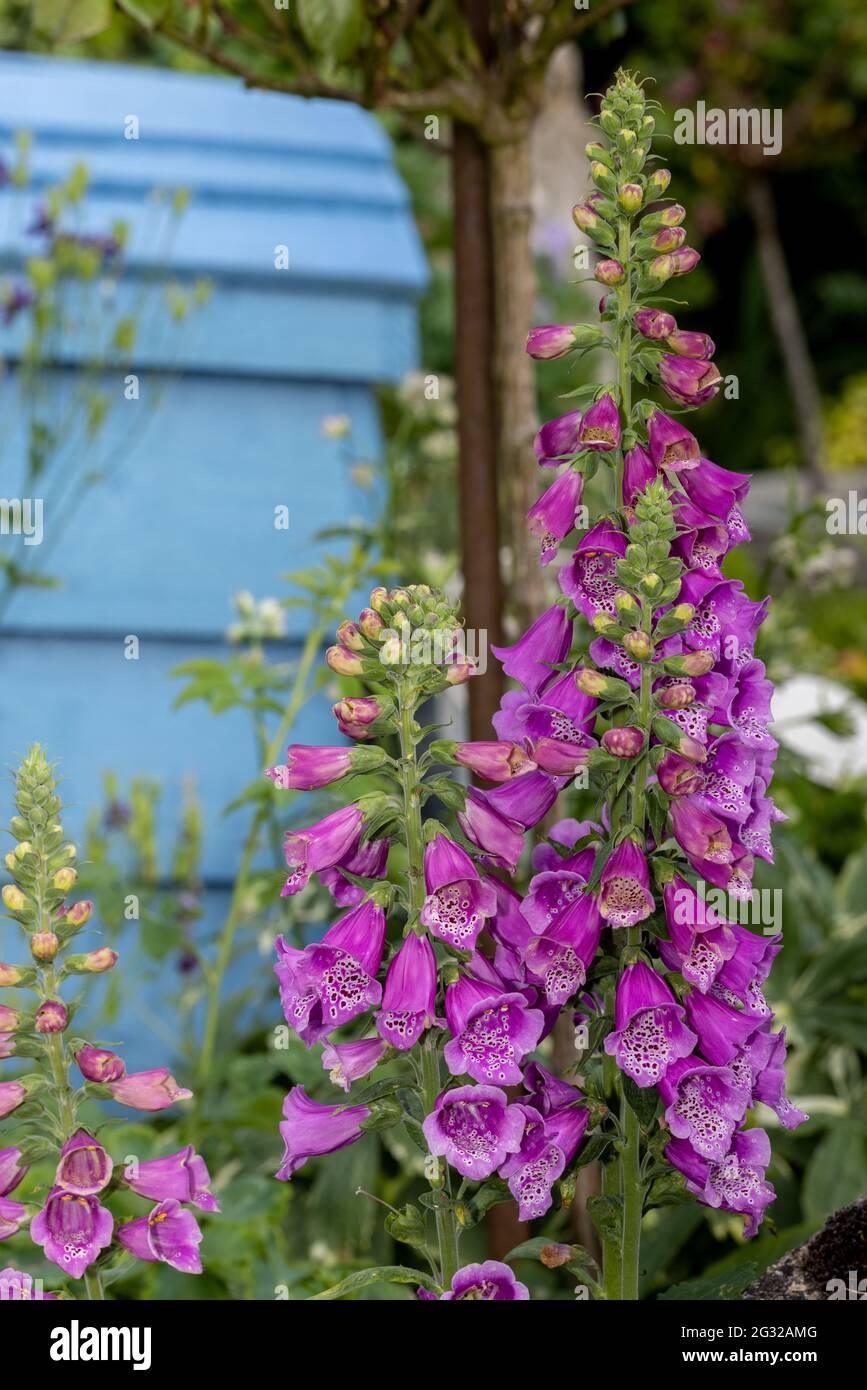 Digitalis purpurea 'Dalmatian Purple' Stockfoto