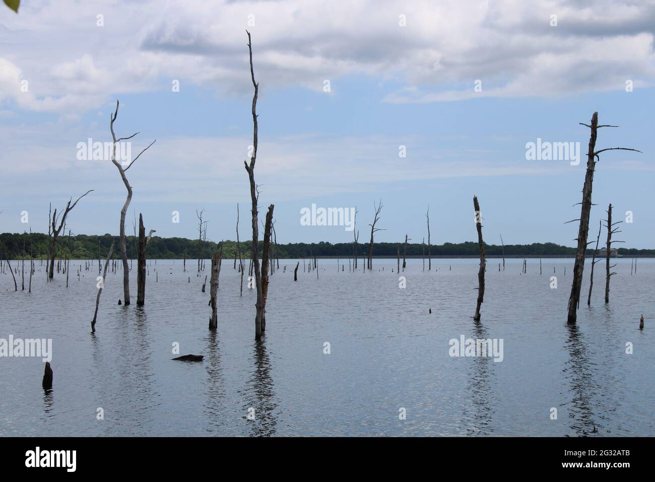 Tote Bäume in einem von Menschen gemachten Reservoir Stockfoto