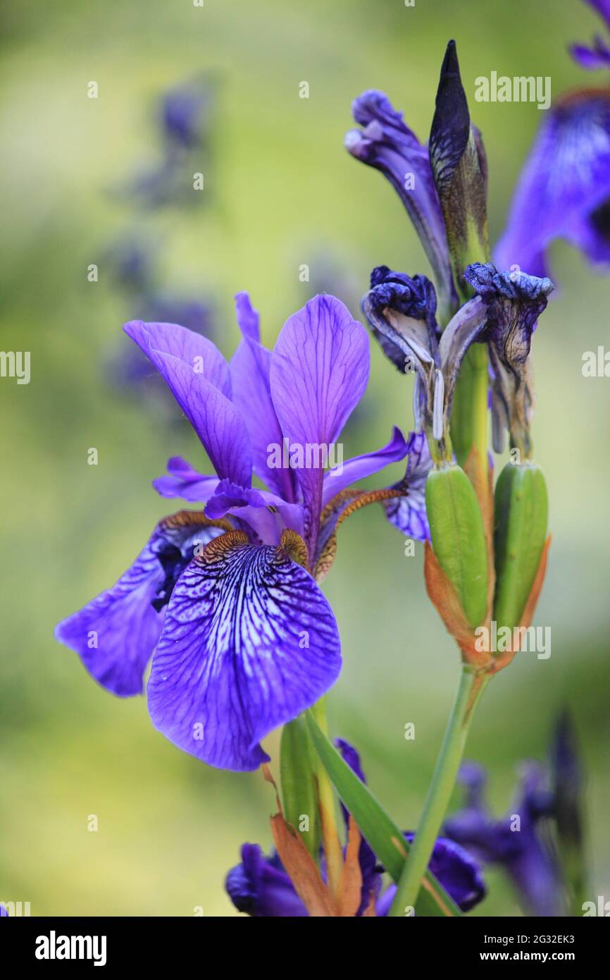 Iris Stockfoto