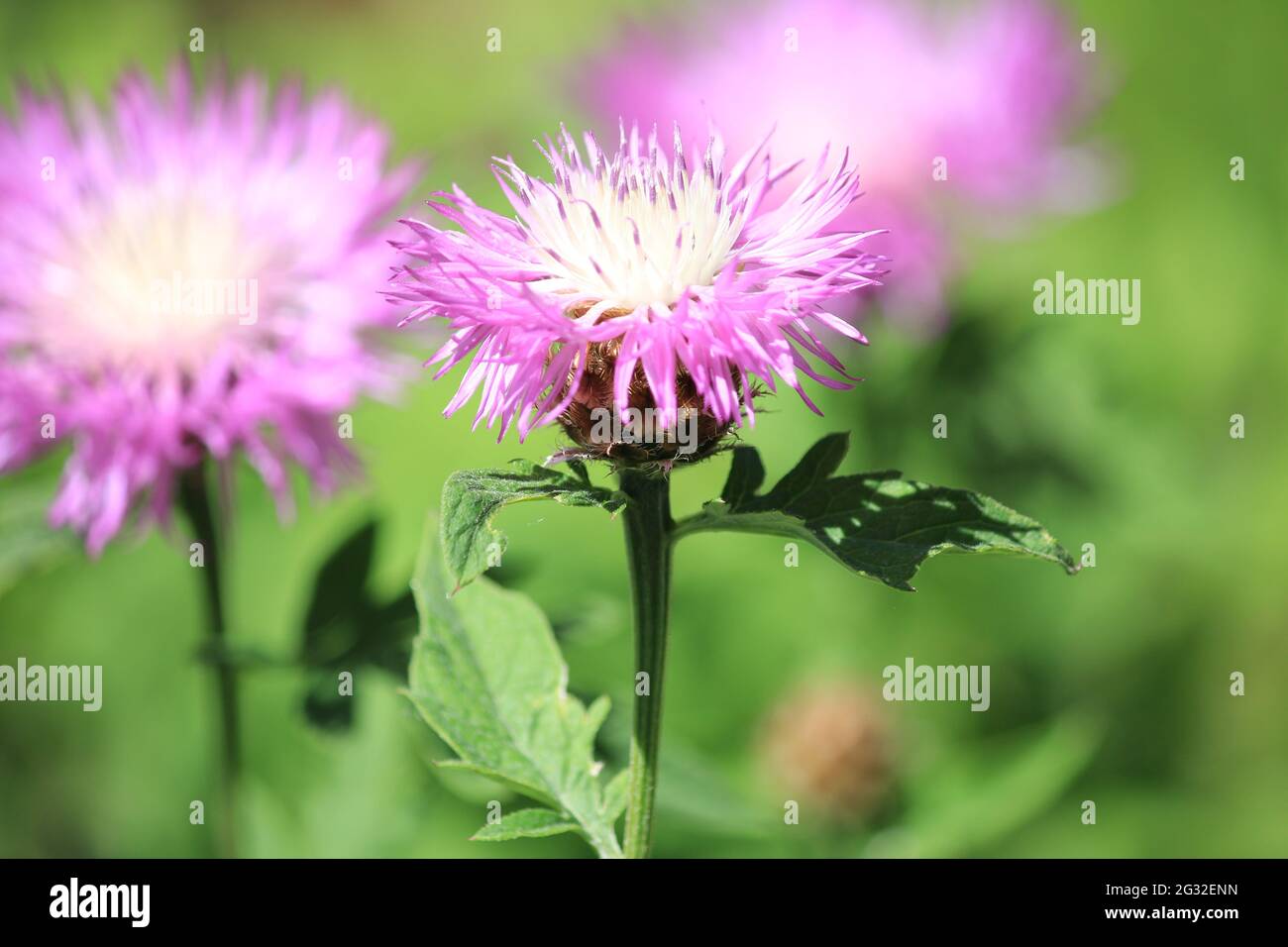 Centaurea in einem botanischen Garten in Utrecht, Niederlande Stockfoto