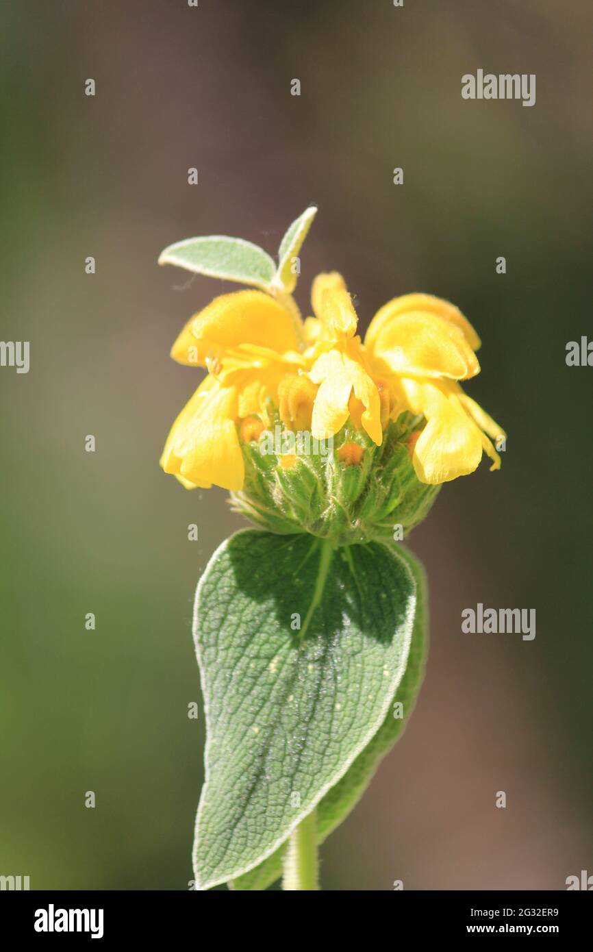 Phlomis fruticosa Stockfoto