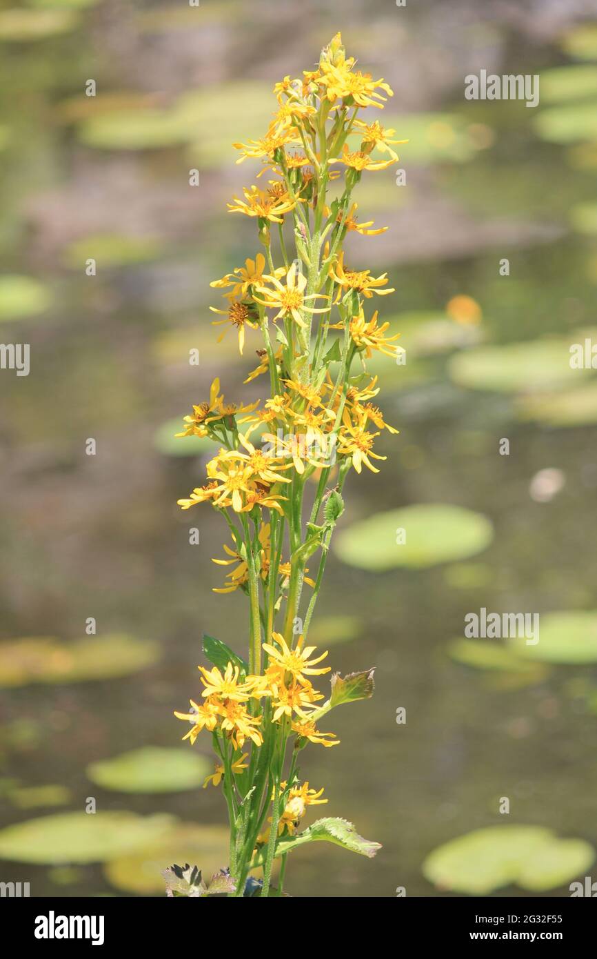 Utrecht university Fotos und Bildmaterial in hoher Auflösung Alamy