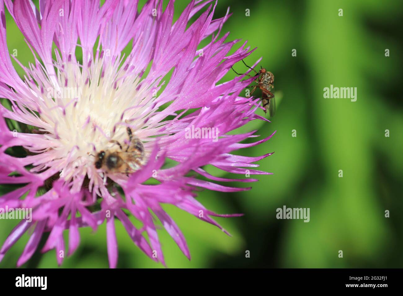 Centaurea in einem botanischen Garten in Utrecht, Niederlande Stockfoto