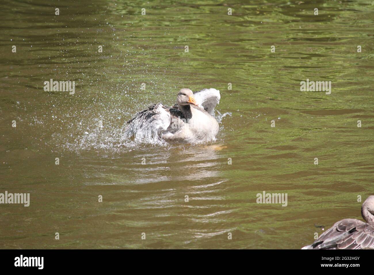 Gänse im botanischen Garten in Utrecht, Niederlande Stockfoto