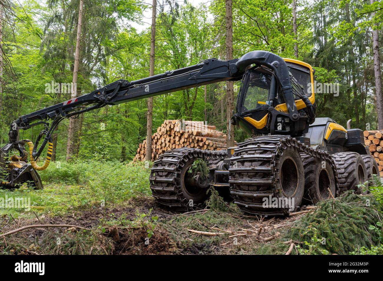 Harvester (schweres Forstfahrzeug), der im europäischen Mischwald arbeitet Stockfoto