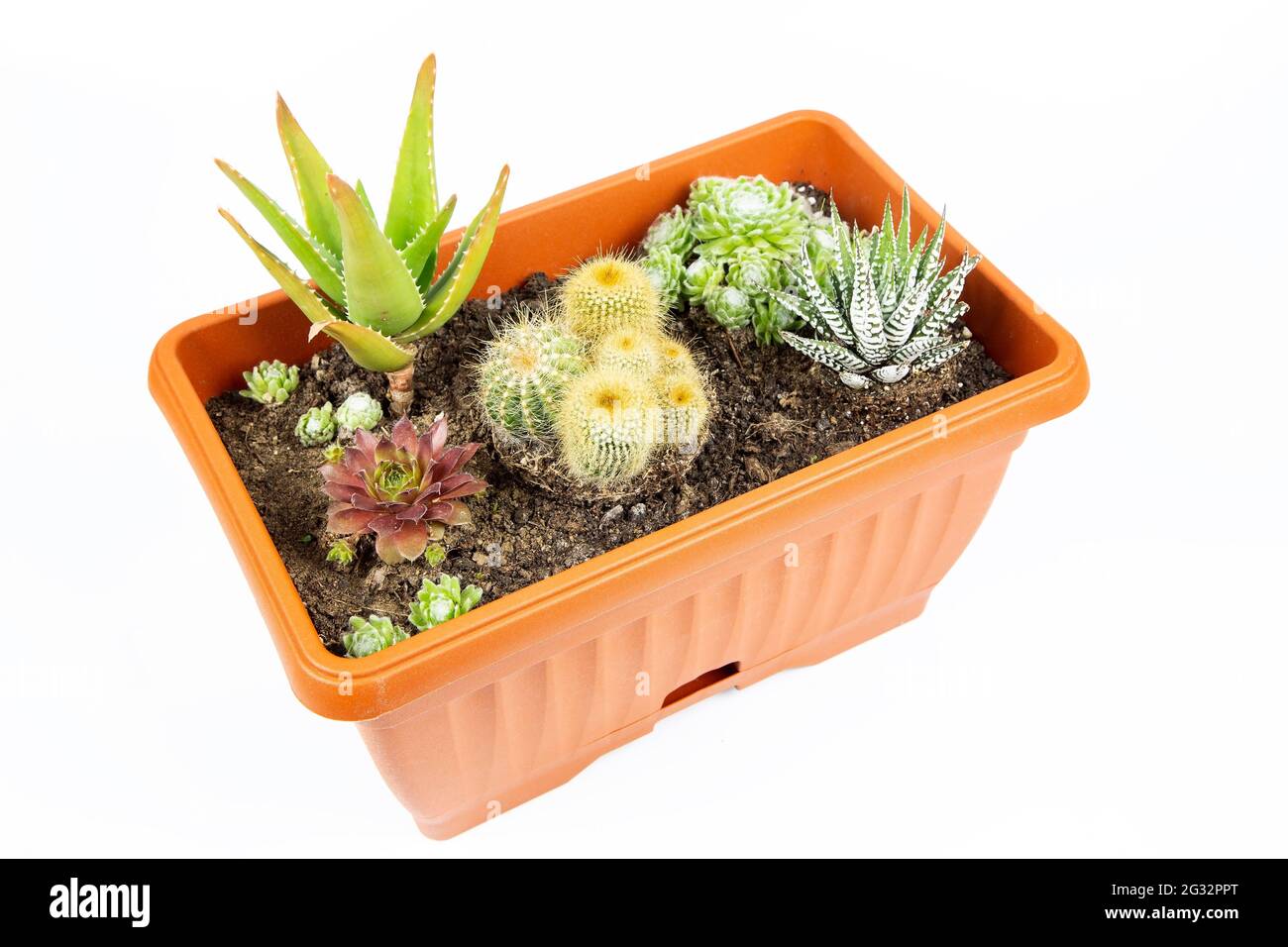 Sukkulenten im Blumentopf isoliert Stockfoto