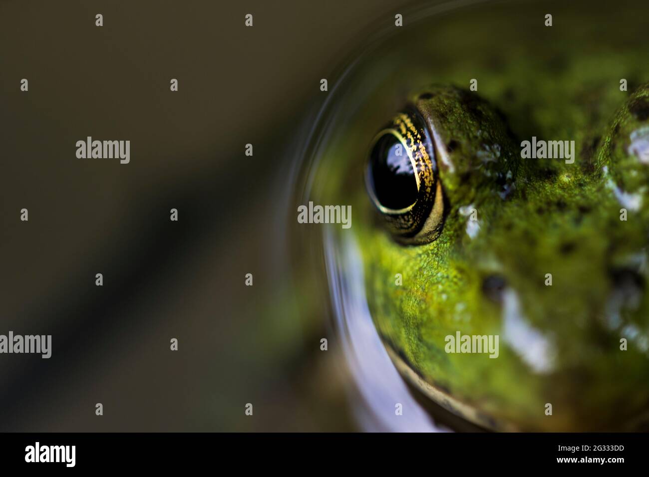 Froschauge aus nächster Nähe schwimmt weg. Extreme Nahaufnahme Froschaugen  Blick in die Kamera Stockfotografie - Alamy