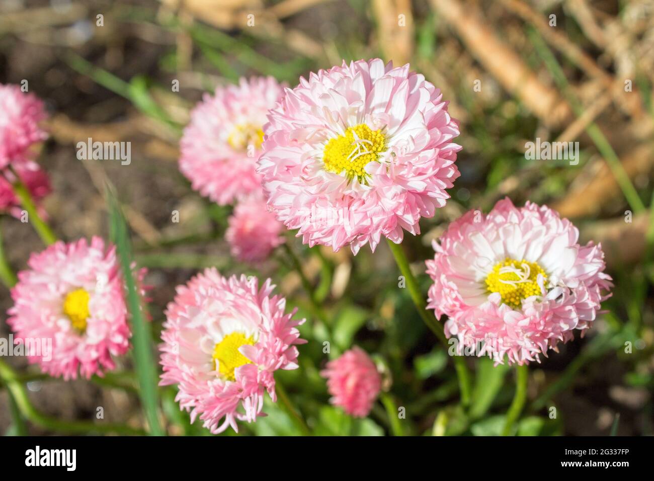 Ein Aster blüht im Sonnenschein Stockfoto