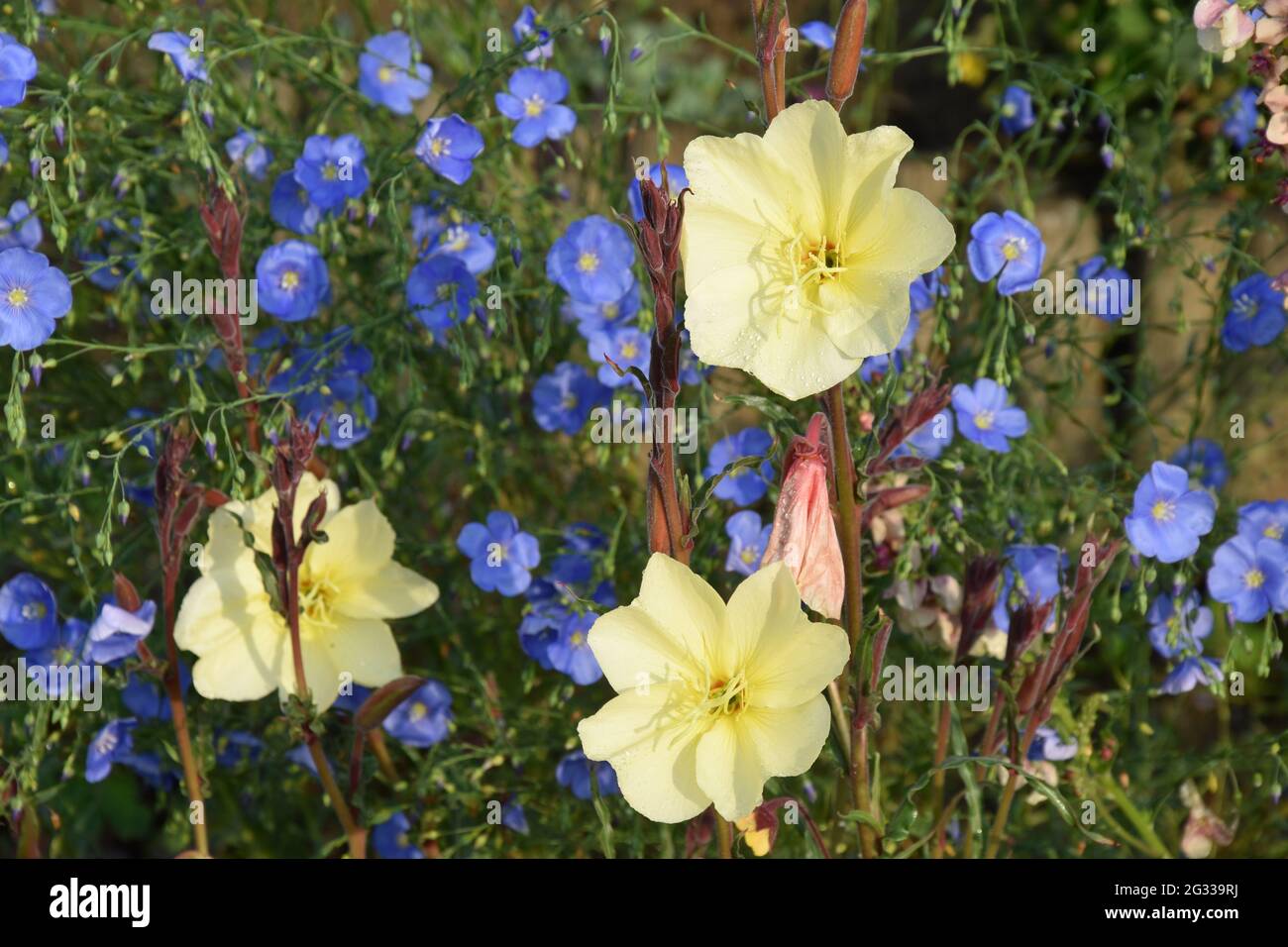 oenothera stricta sulfurea & linum perenne Stockfoto