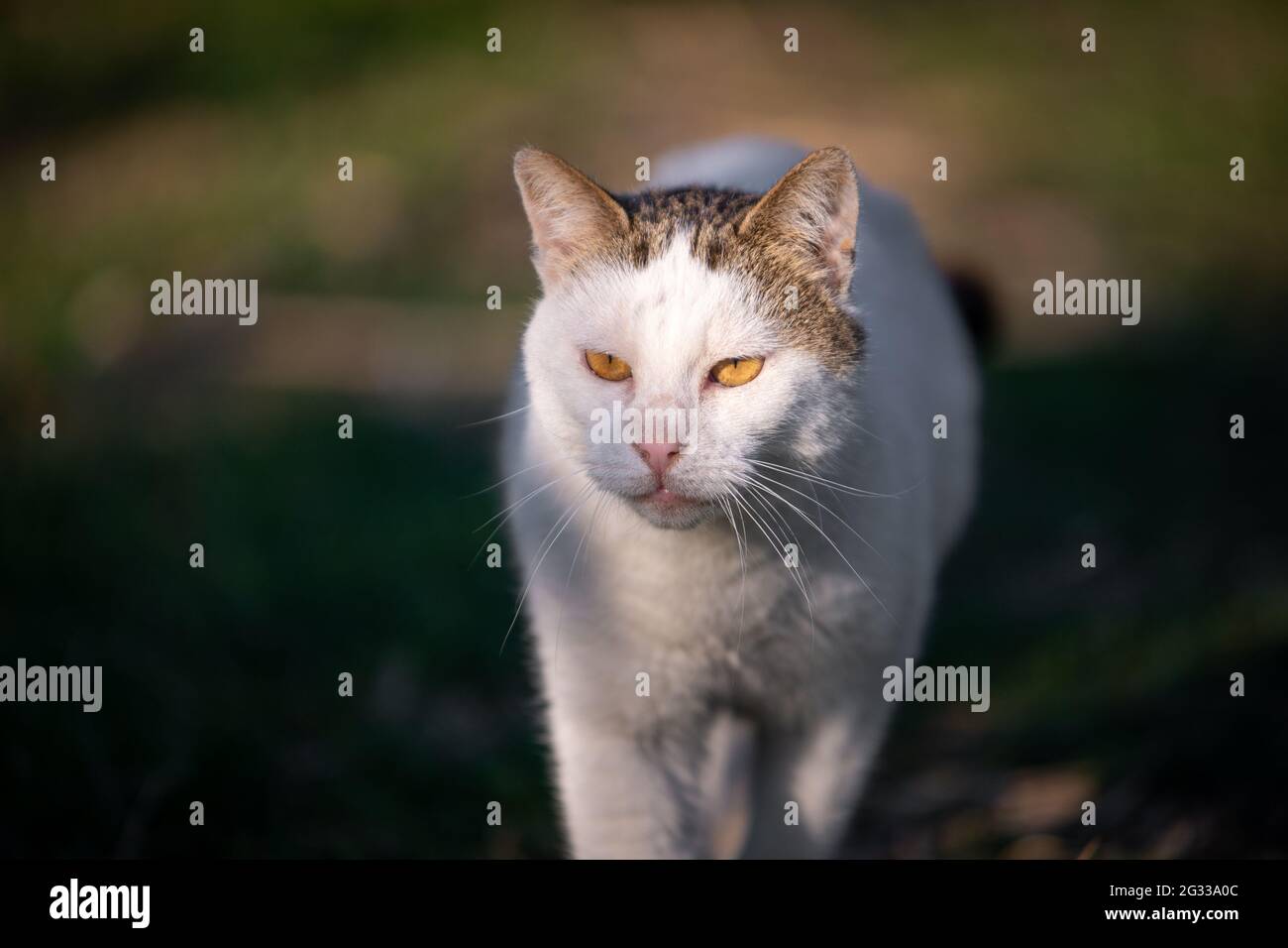 Weiße Katze, die draußen küsst, an der Sonne. Gelbe Augen Stockfoto