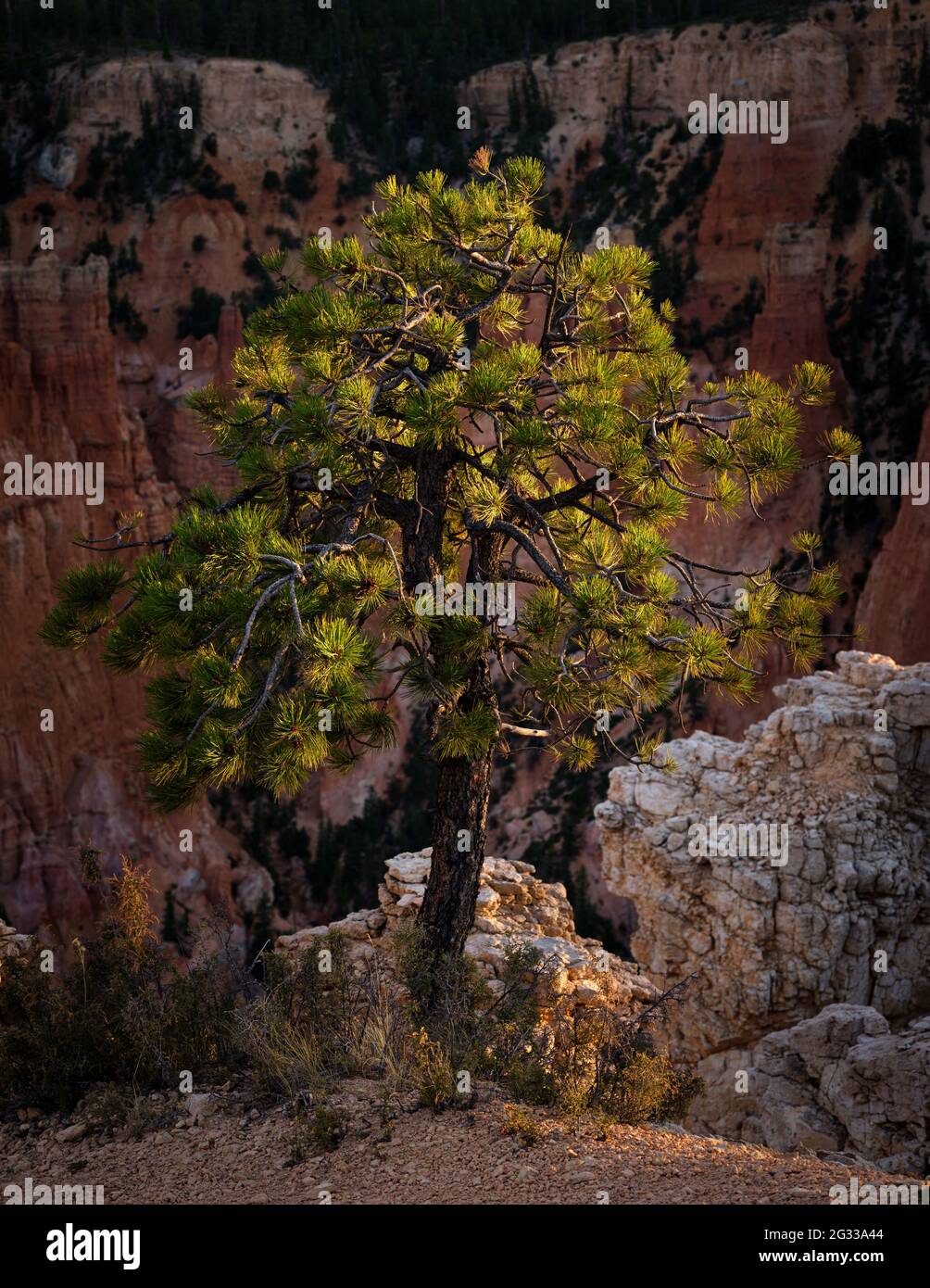 BRYCE, UTAH - CA. AUGUST 2020: Baum im Bryce Canyon National Park, Utah. Stockfoto