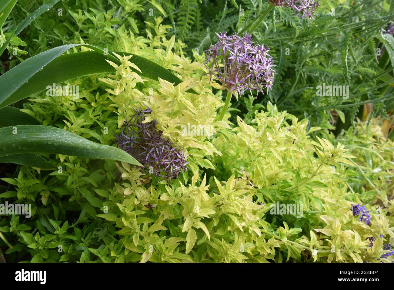 Origanum vulgare aureum & allium cristophii Stockfoto