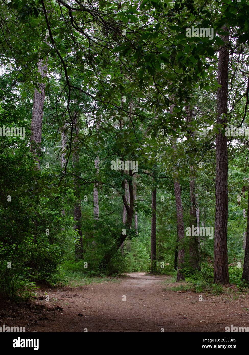 Ein Spaziergang im Wald entlastet den Stress und gibt Energie, und wenn die Stimmung anschlägt, werden Sie sowohl mehr sehen als auch Ihre Fitness verbessern, wenn Sie laufen. Stockfoto