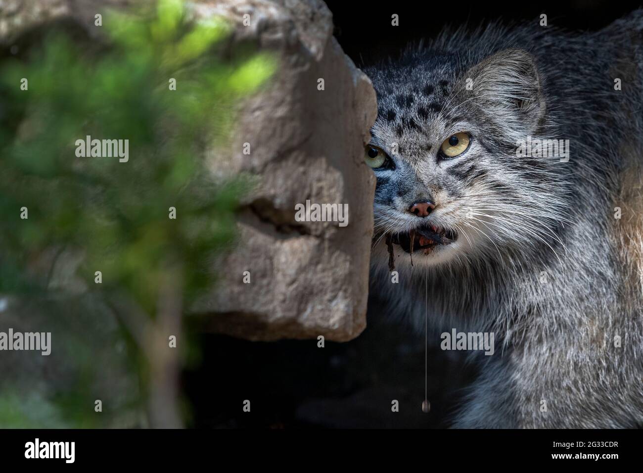 Furchterregend aussehende Pallas-Katze, die um einen Felsen guckt Stockfoto