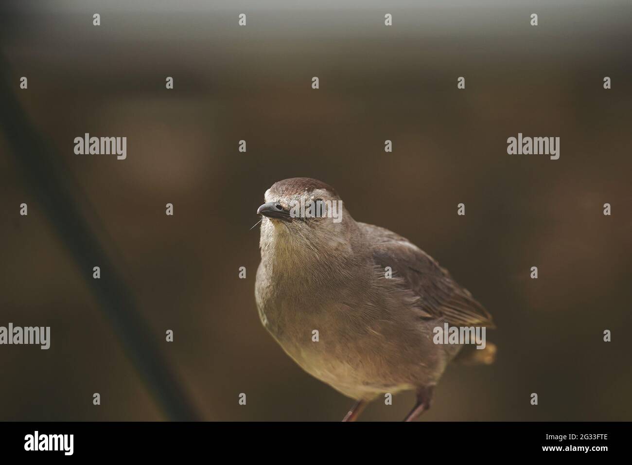 Brown Rock Chat Vogel - Hinterhof Sommer Vögel, selektive Fokus Stockfoto