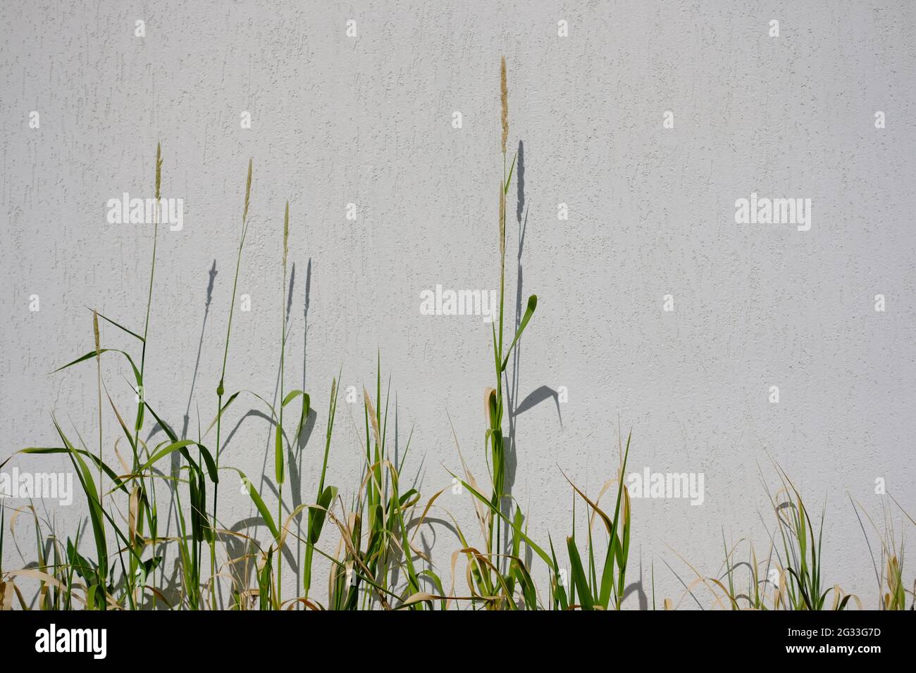 Hohes Gras bei Sonnenschein vor einer weißen Wand. Stockfoto