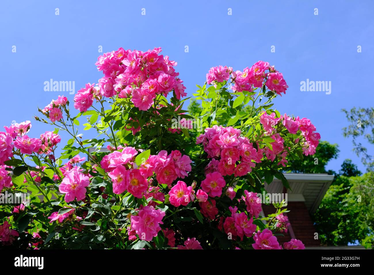 Schöner rosa Rosenbusch (Rosa gallica) vor einem blauen Himmel in Ottawa, Ontario, Kanada. Stockfoto