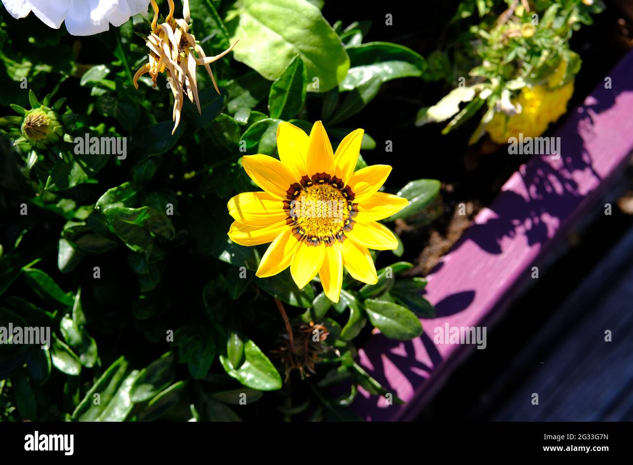 Schöne gelbe Schatzblume (Gazania rigens) in einer gepflanzten Schachtel in Ottawa, Ontario, Kanada. Stockfoto