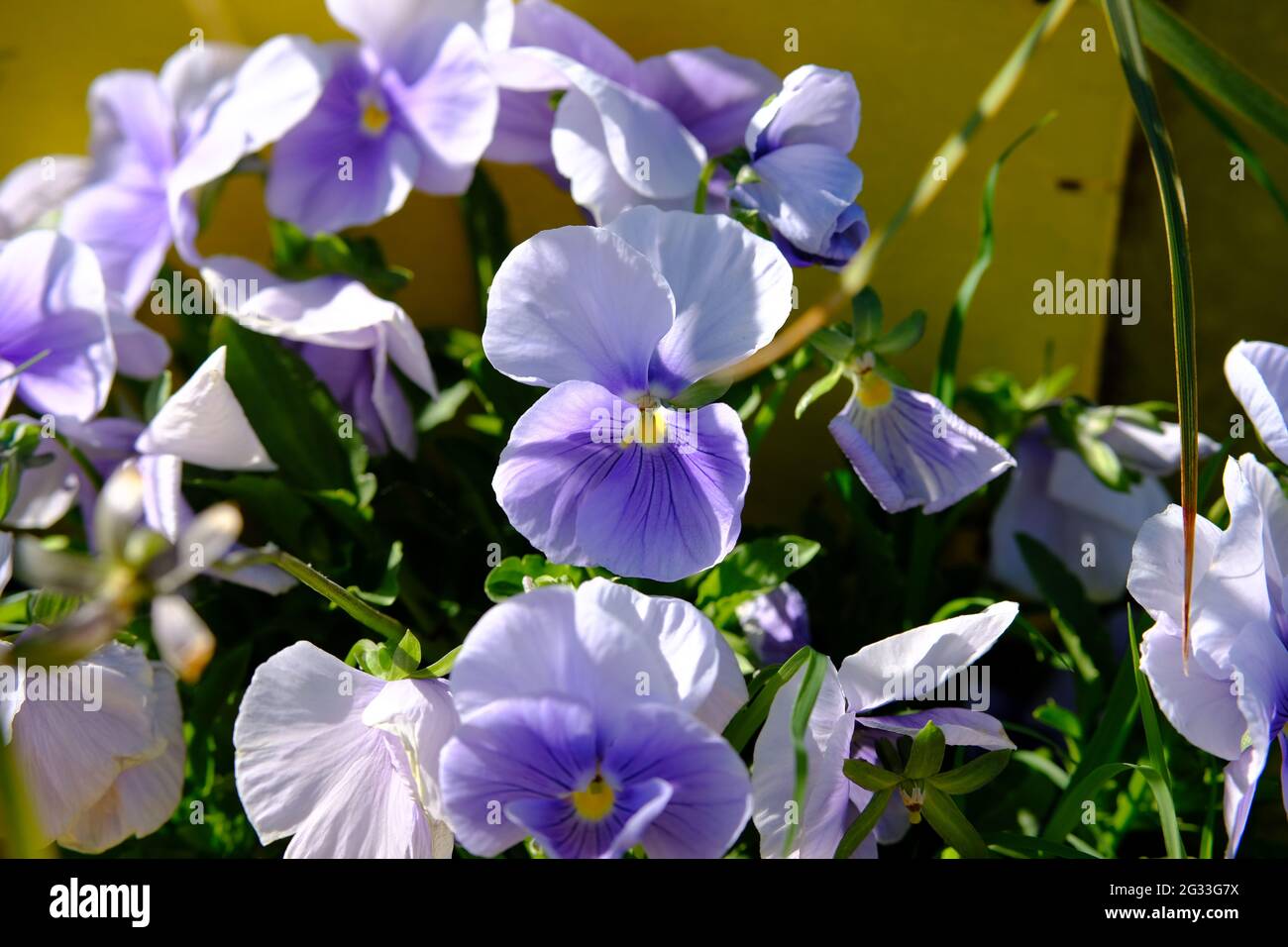 Wunderschönes blassblaues bis dunkelblaues Stiefmütterchen (Viola x wittrockiana) in einer Fensterbox in Ottawa, Ontario, Kanada. Stockfoto