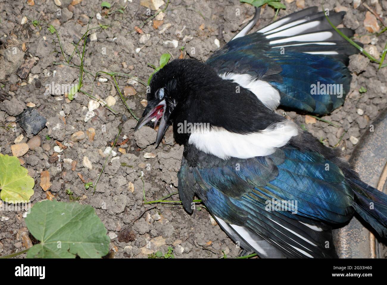 Ein toter Elstern-Vogel in einem Garten Stockfoto