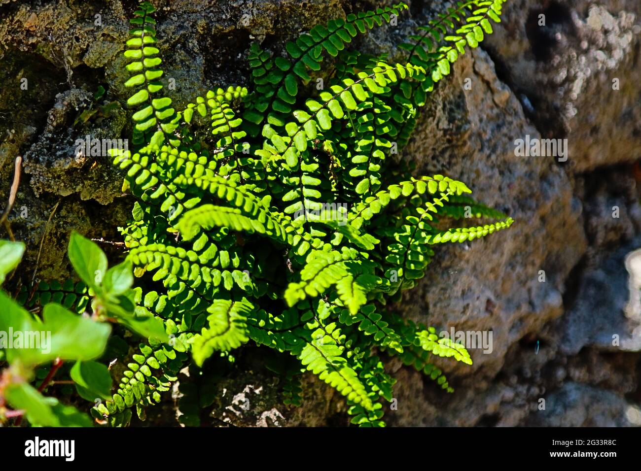 Nahaufnahme einer Farnpflanze, die an einer trockenen Steinmauer wächst Stockfoto