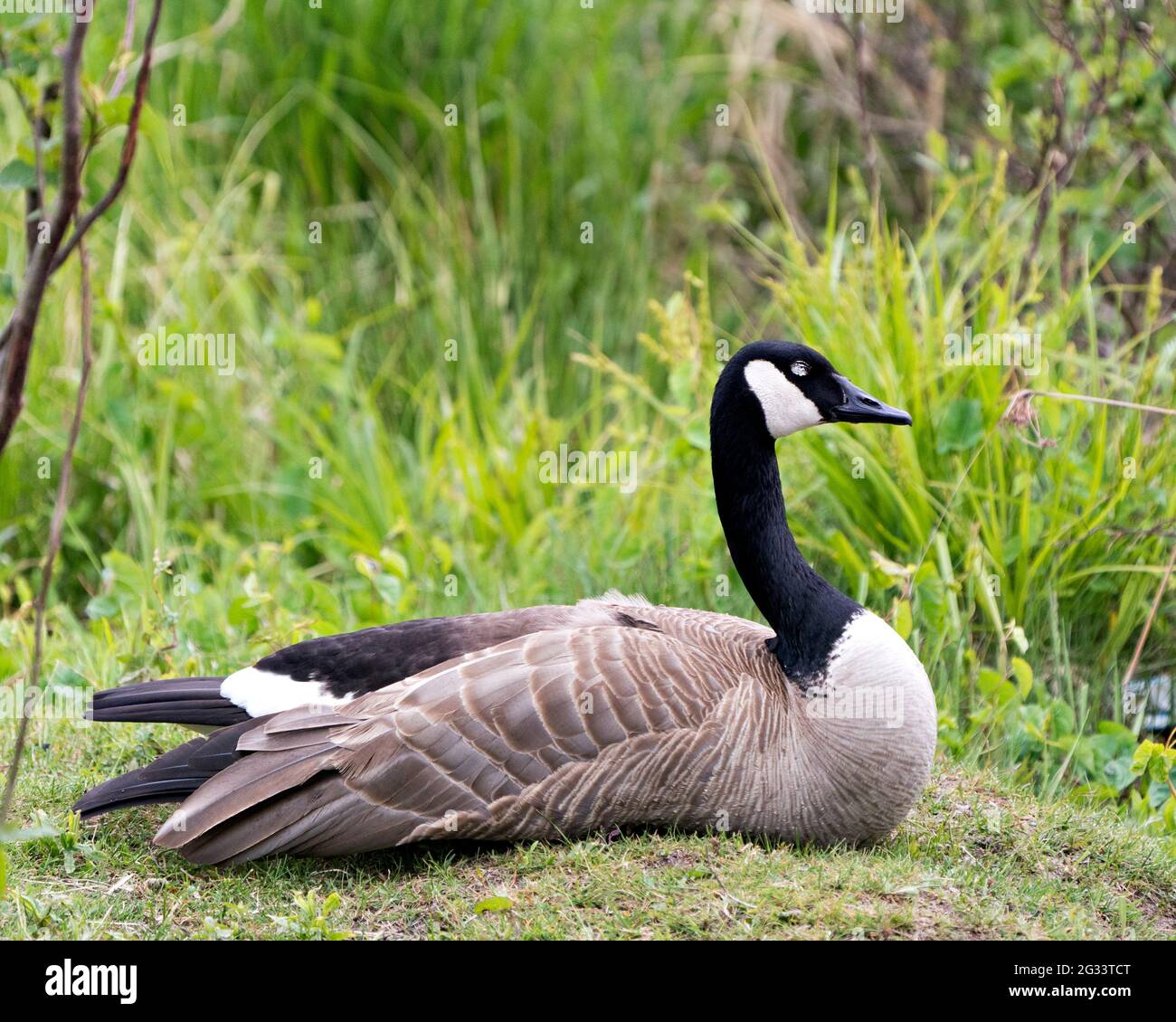 Canada Gans mit Blick und Ruhe auf Gras mit verschwommenem grünen Hintergrund in seiner Umgebung und Lebensraum Umgebung. Bild. Hochformat. Foto. Stockfoto