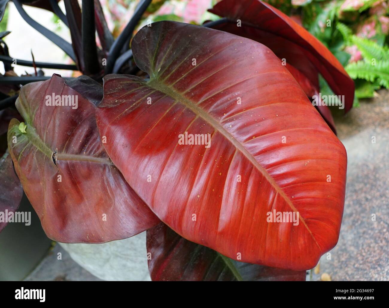 jug plant Hanging Pitcher Plant – Dahing Plants