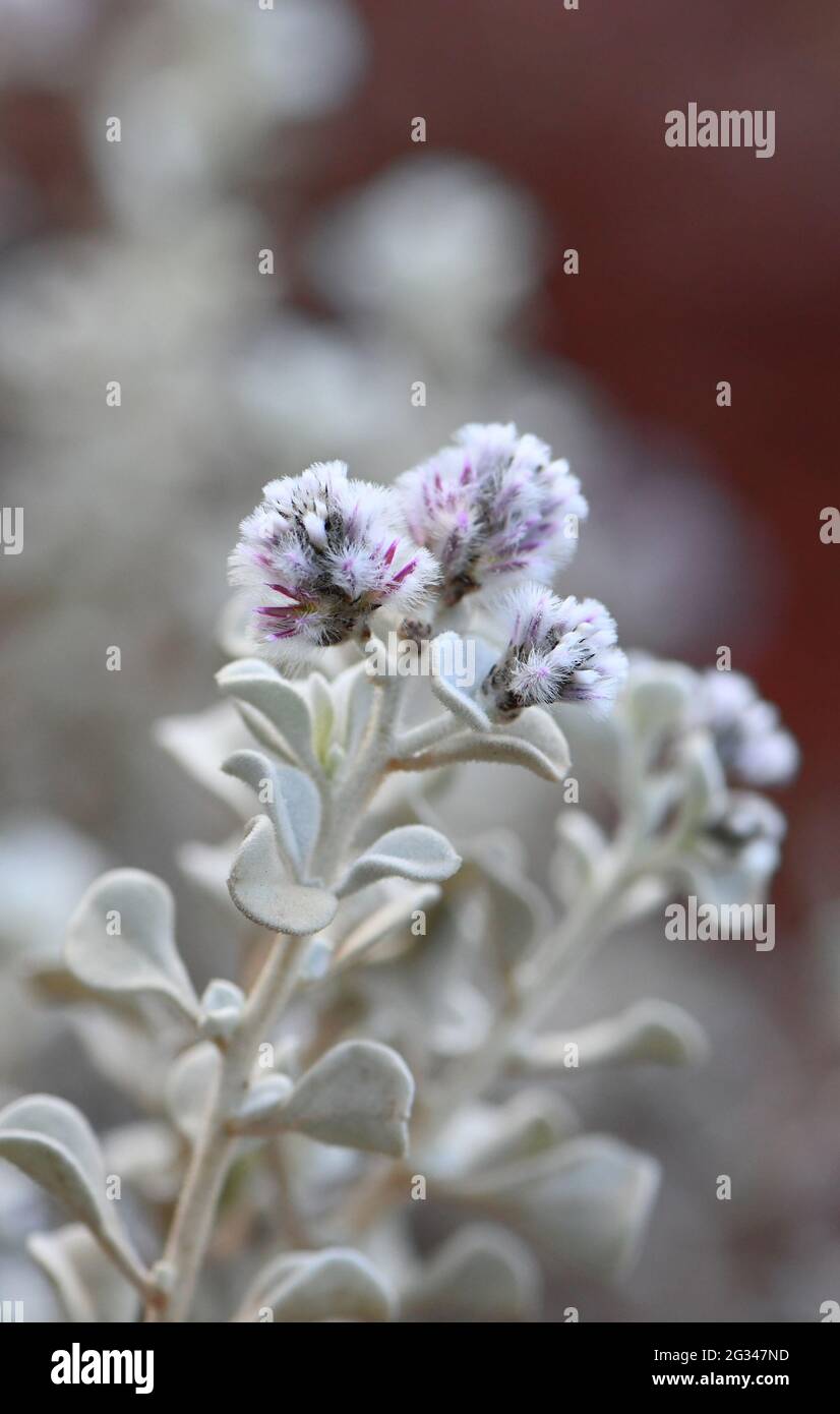Violette Blüten und behaartes graues Laub der australischen Ureinwohner Cotton Bush Ptilotus obovatus, Familie Amaranthaceae. Weit verbreitet in ganz Australien Stockfoto