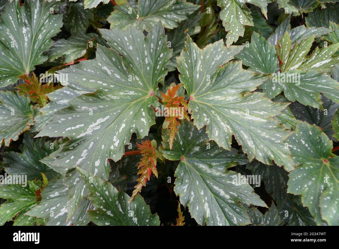 Wunderschöne und einzigartige Form von kanienartigen Begonia 'Lana'-Blättern Stockfoto