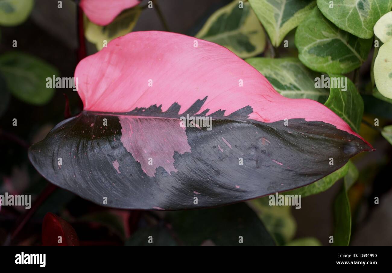 Schönes rosa und schwarzes Blatt von Philodendron Pink Princess, einer beliebten Zimmerpflanze Stockfoto