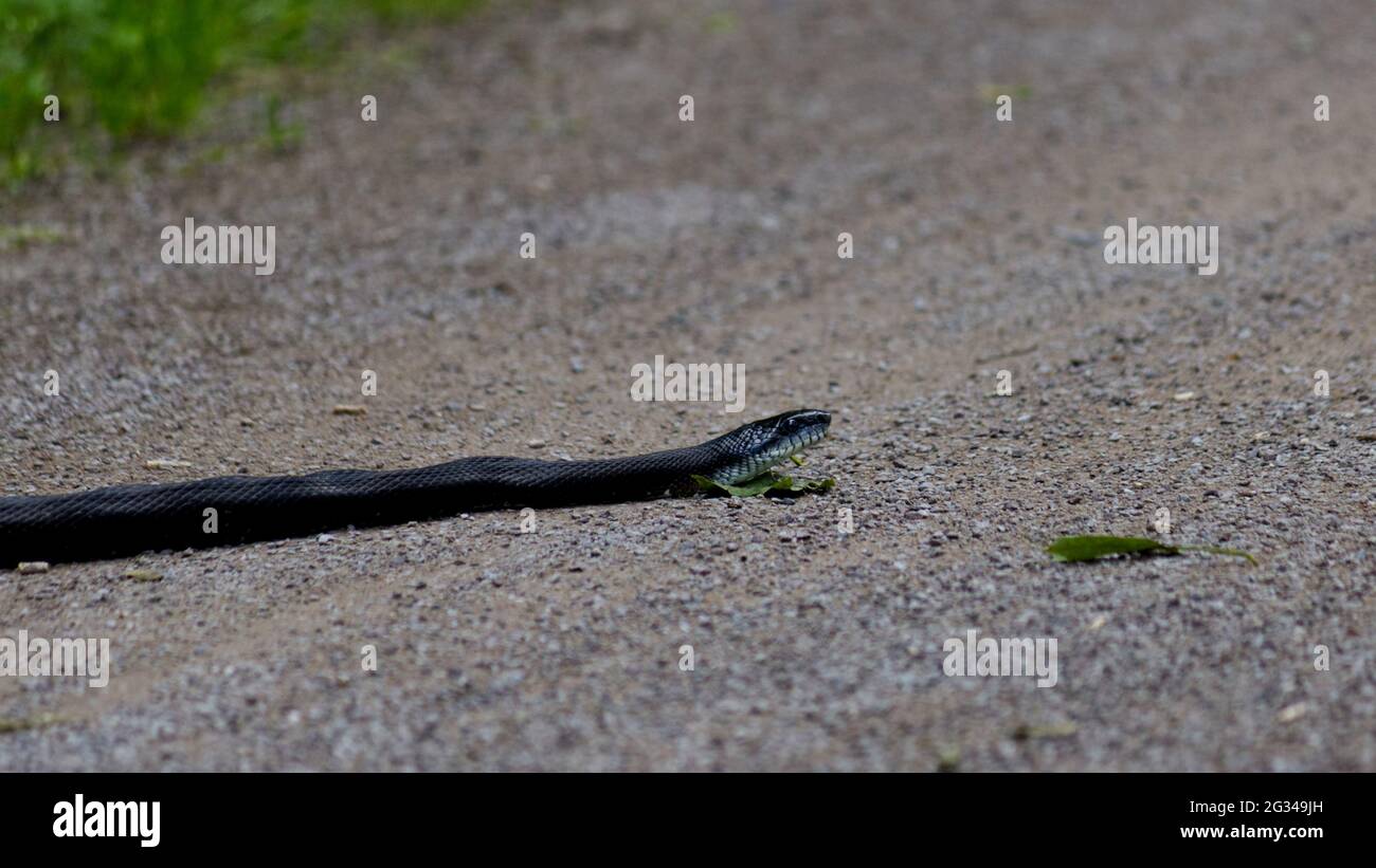Eine schwarze Schlange liegt auf dem Boden Stockfoto