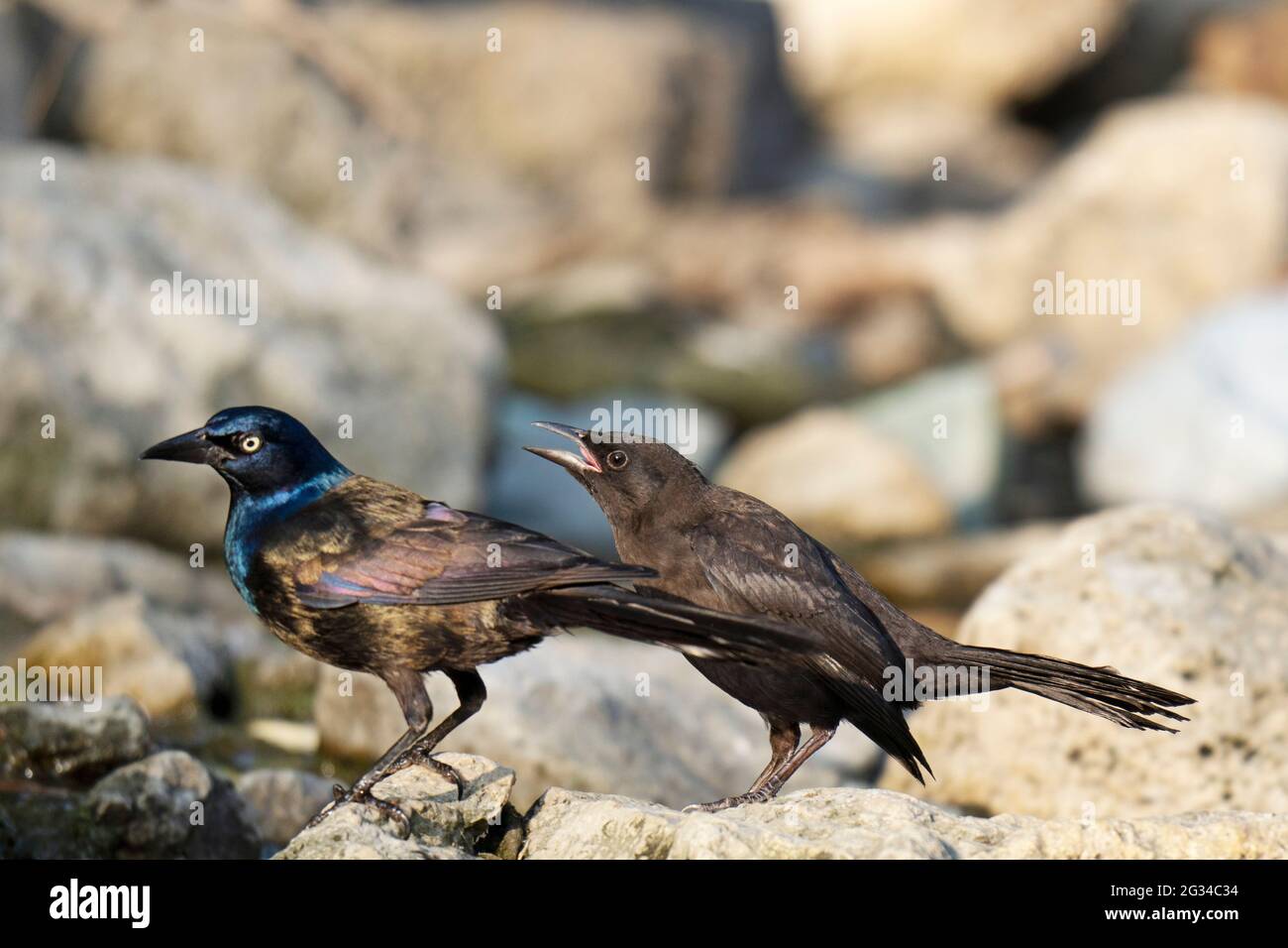 Junge, unreife, gemeine Grackle (Quiscalus quiscula) mit Eltern, erwachsener Vogel Stockfoto