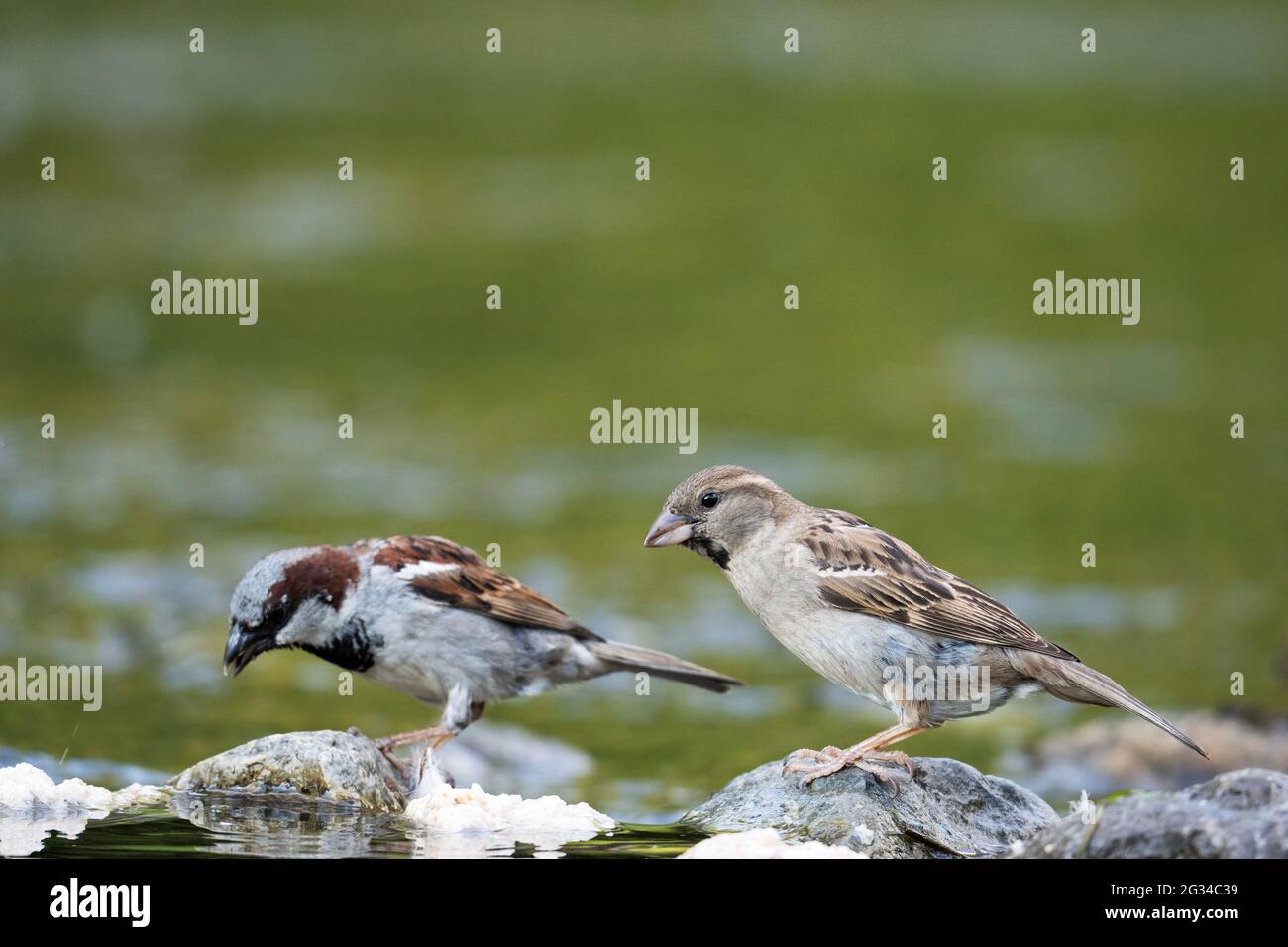 Haussperlinge (Passer domesticus), Vögel Stockfoto