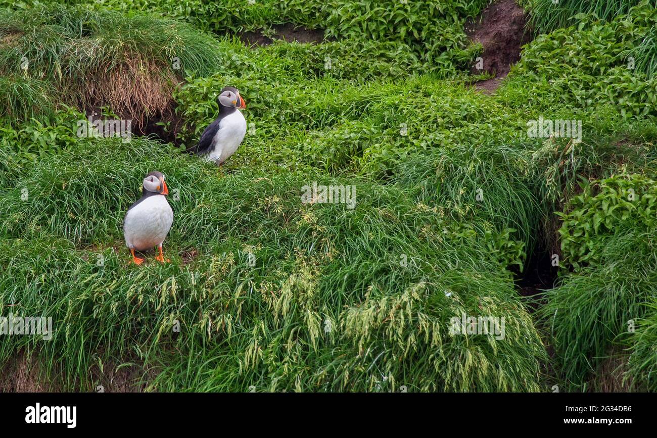 Ein Paar Papageitaucher (Alca Arctica) in einer grünen Vegetation in der Nähe von Bay Bulls, Neufundland. Stockfoto