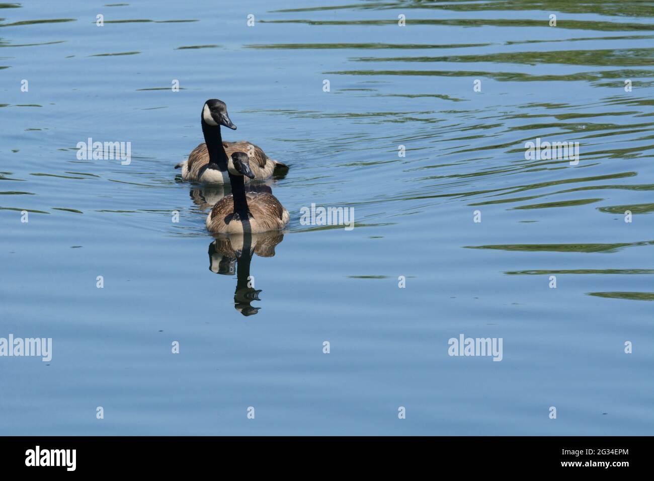 Zuchtpaar Kanadagänse, die in einer ruhigen, ruhigen Szene im See schwimmen Stockfoto