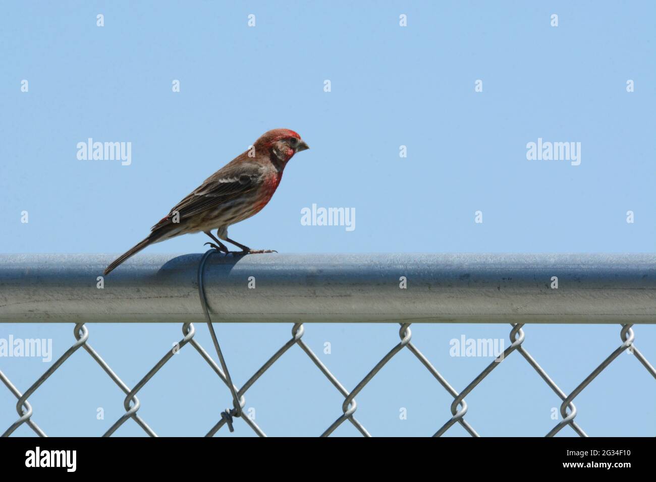 Männlicher Hausfinkenvögel oder Haemorhous mexicanus, der auf einem Kettengliedzaun gegen den blauen Himmel thront Stockfoto