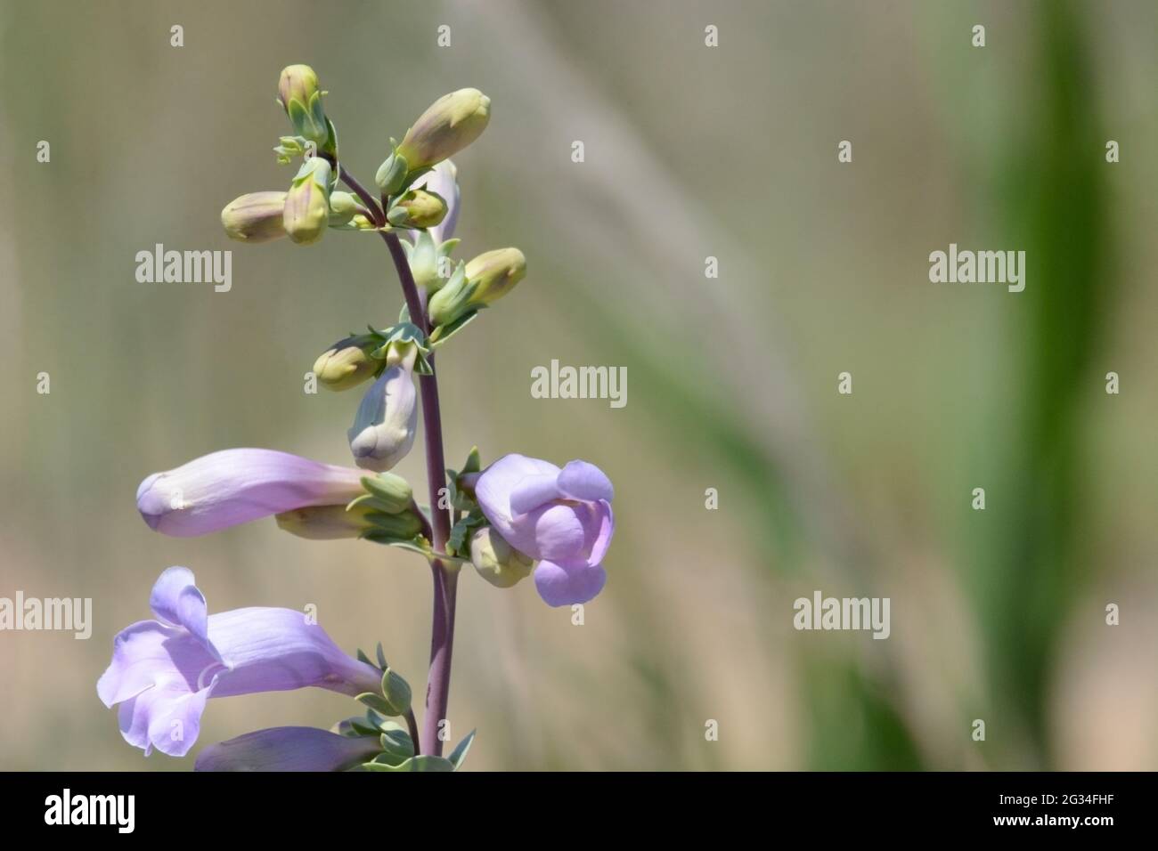 Lavendel große Bartzunge oder Penstemon grandiflorus Wildblumen blühen und Knospen öffnen sich im Frühling Stockfoto