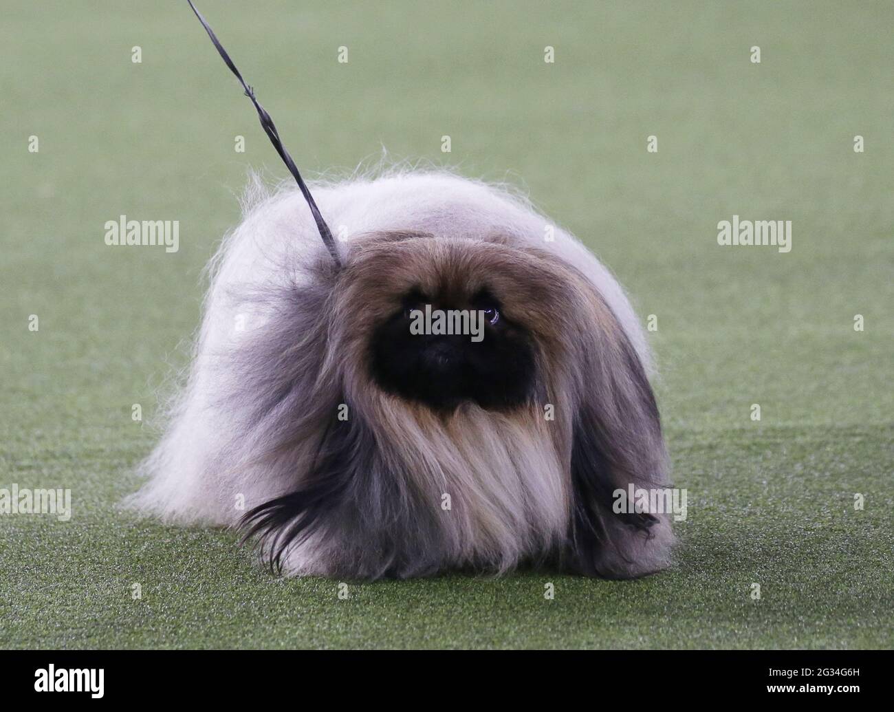 Tarrytown, Usa. Juni 2021. Die Pekingese gewinnt die Best in Show auf der 145. Westminster Kennel Club Dog Show im Lyndhurst Estate in Tarrytown, New York, am Sonntag, den 13. Juni 2021. Dieses Jahr wurde die Westminster Dog Show wegen COVID-19 verschoben und der Wettbewerb wird im nächsten Jahr wieder zum Madison Square Garden zurückkehren. Foto von John Angelillo/UPI Credit: UPI/Alamy Live News Stockfoto