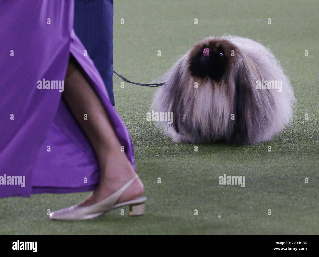 Tarrytown, Usa. Juni 2021. Die Pekingese gewinnt die Best in Show auf der 145. Westminster Kennel Club Dog Show im Lyndhurst Estate in Tarrytown, New York, am Sonntag, den 13. Juni 2021. Dieses Jahr wurde die Westminster Dog Show wegen COVID-19 verschoben und der Wettbewerb wird im nächsten Jahr wieder zum Madison Square Garden zurückkehren. Foto von John Angelillo/UPI Credit: UPI/Alamy Live News Stockfoto