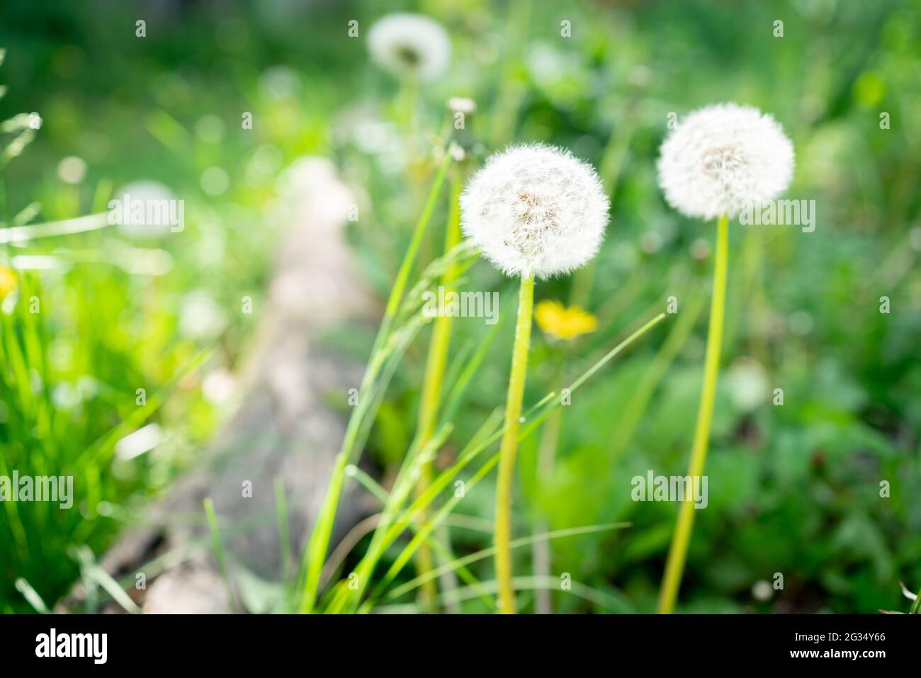 Dandelionen auf Gras Stockfoto