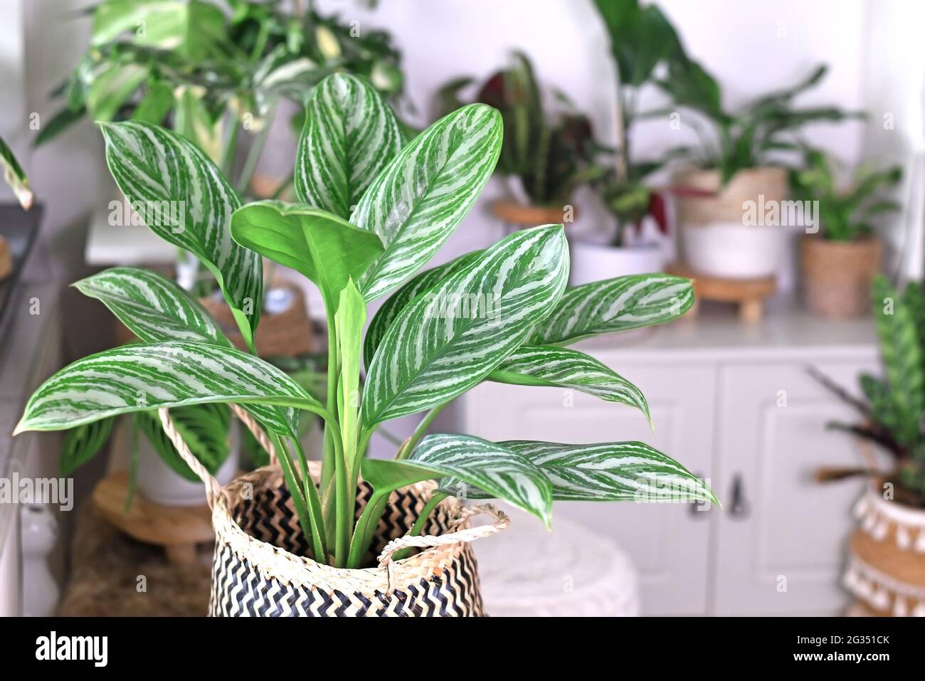 Tropische 'Aglaonema Stripes'-Zimmerpflanze mit langen Blättern und silberfarbenem Streifenmuster im Blumentopf Stockfoto