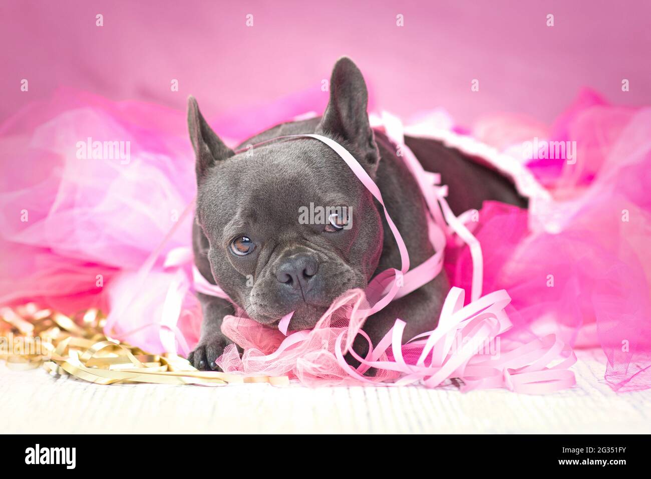 Lustige französische Bulldogge Hund in rosa Tutu Rock spielen mit Party-Streamer Stockfoto