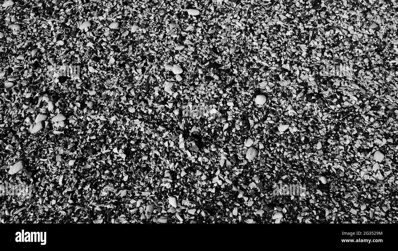 Gewirr aus monotonen zerbrochenen Muscheln an einem grauen neuseeländischen Sandstrand Stockfoto