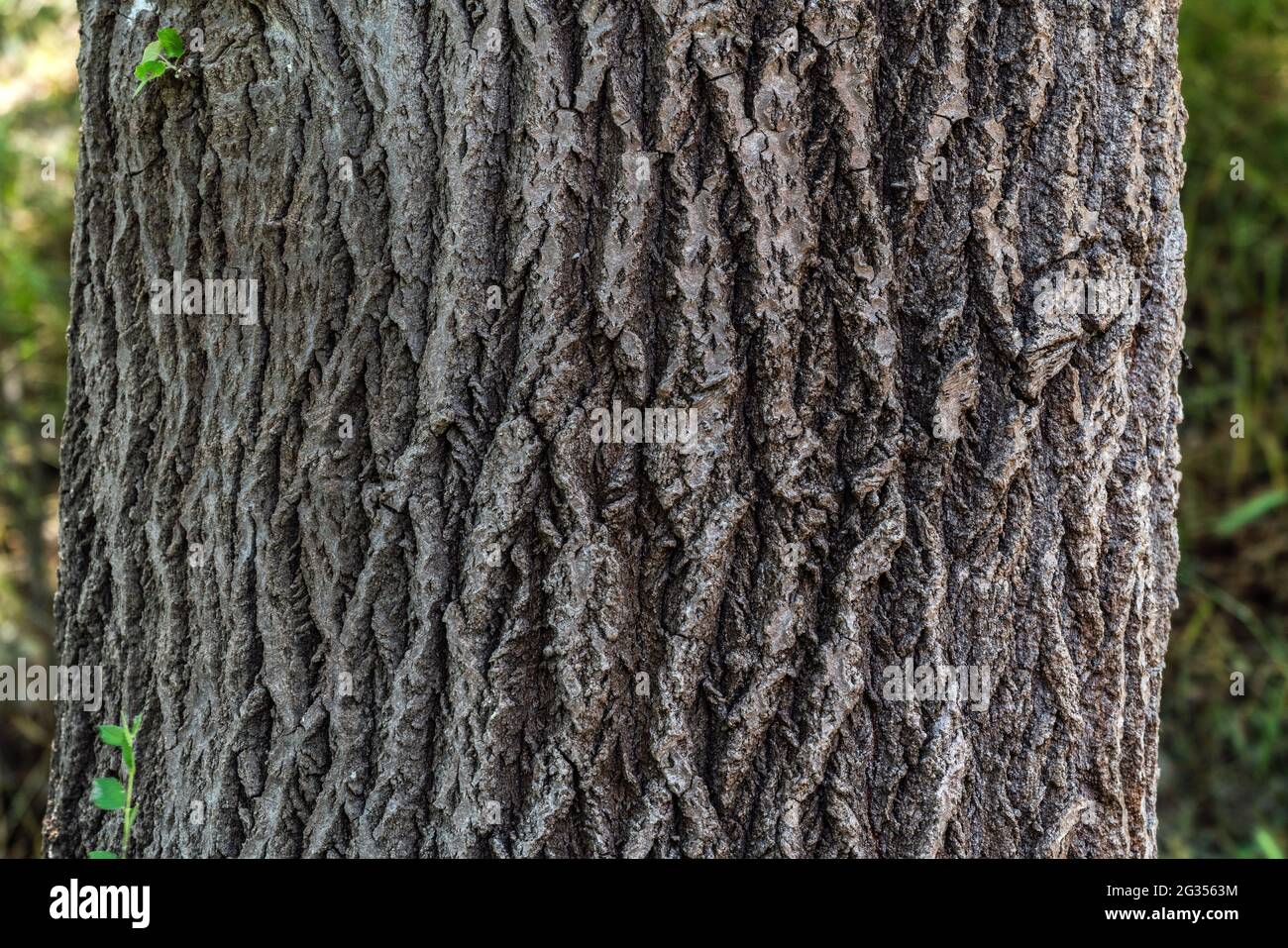 Alten Baum Rinde Textur Hintergrund Stockfoto