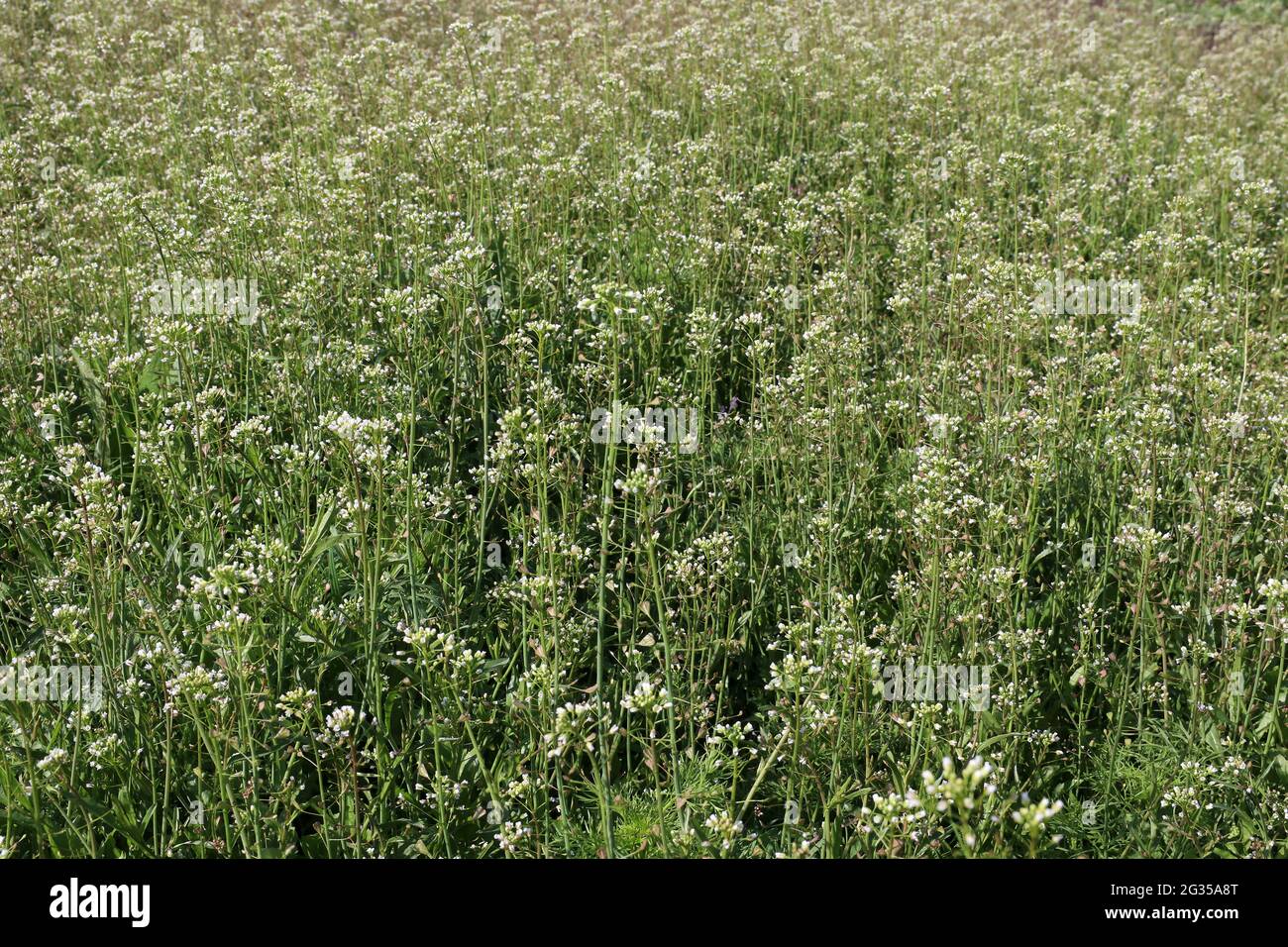 Portemonnaie des Unkrauthirten Capsella bursa-pastoris. Stockfoto
