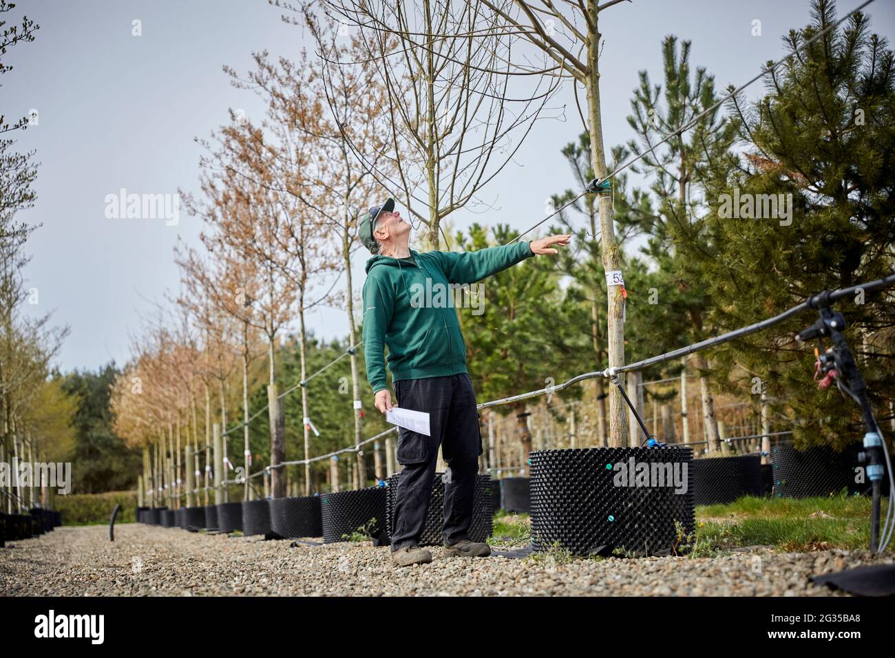 Reife Bäume in Töpfen in einem nur für den Handel bestimmten Gartencenter Stockfoto