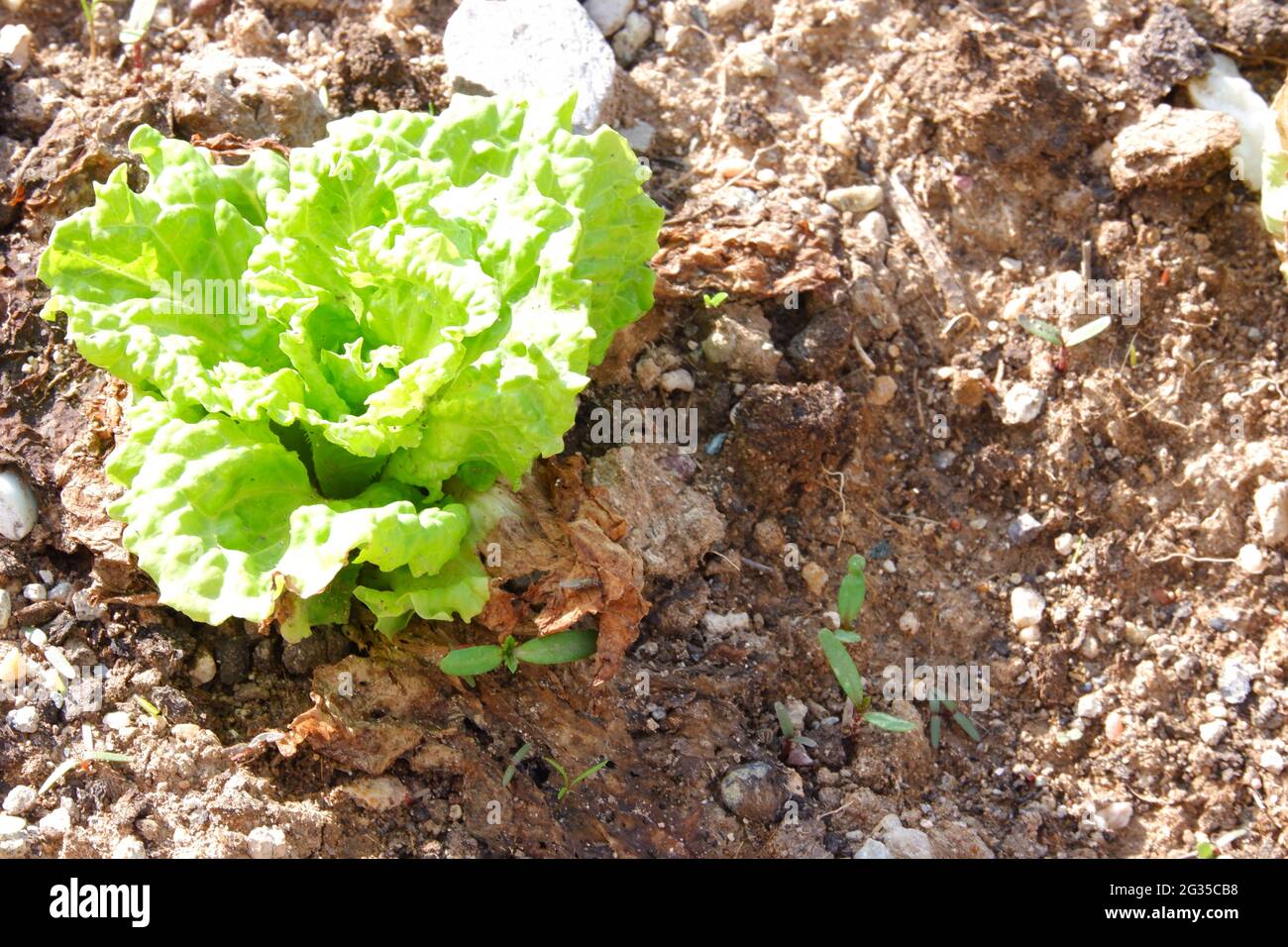 Salatpflanze auf dem Boden im Garten Stockfoto