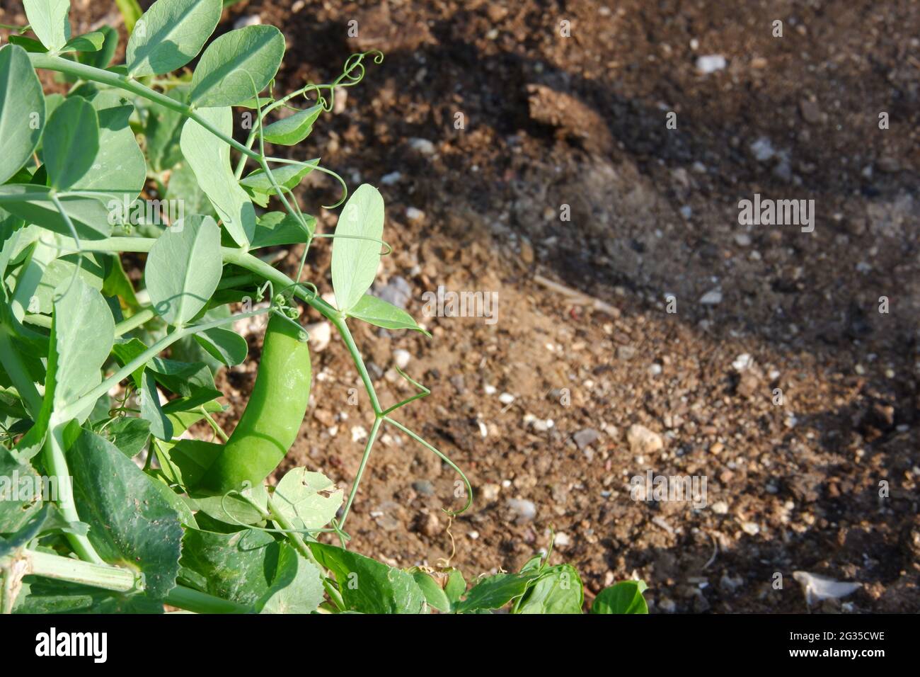 Vicia faba -breite Bohne- Nahaufnahme im Garten Stockfoto