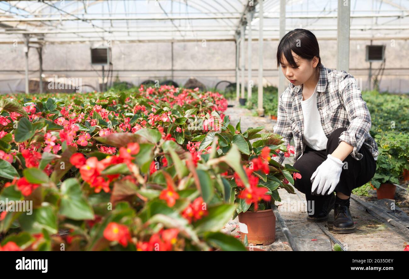 Fröhliche chinesische Frau Floristin hält Topfblumen Begonia Stockfoto